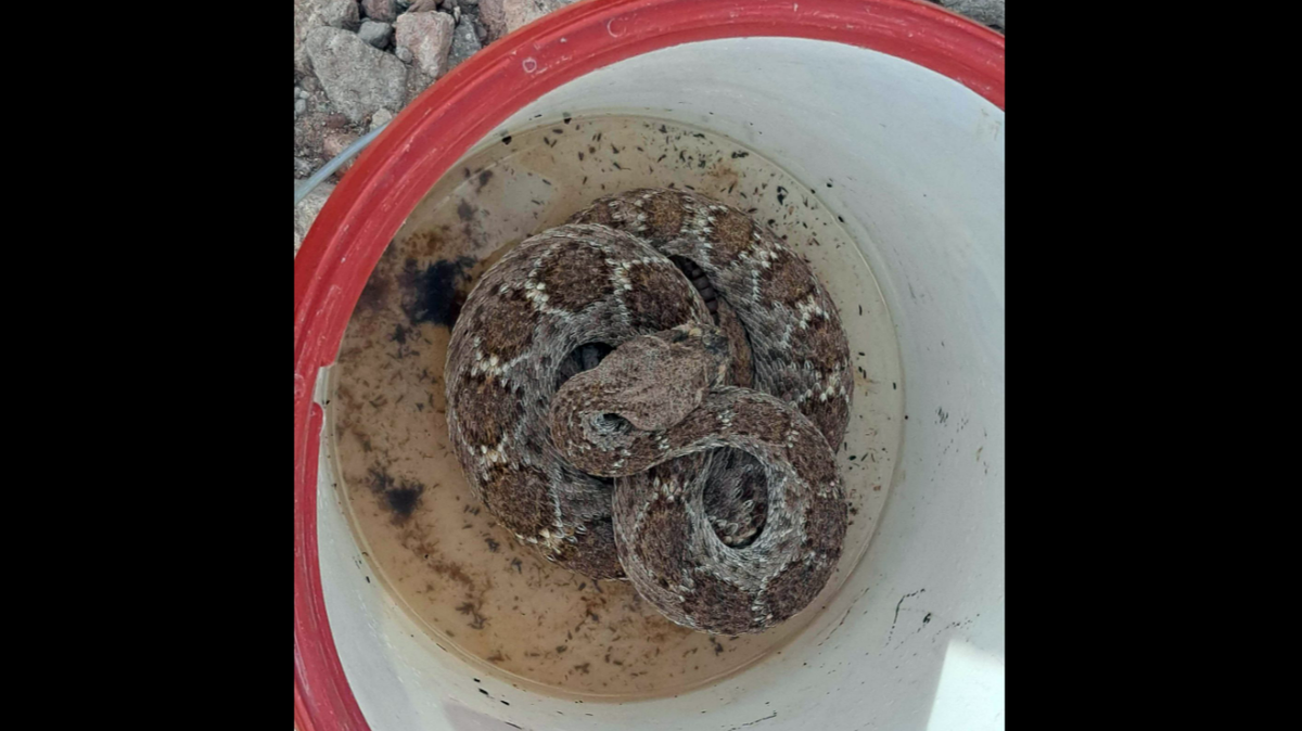 A rattlesnake survived two years sealed up without food or water in a shed crawl space in Tubac, Arizona, a snake expert says.
