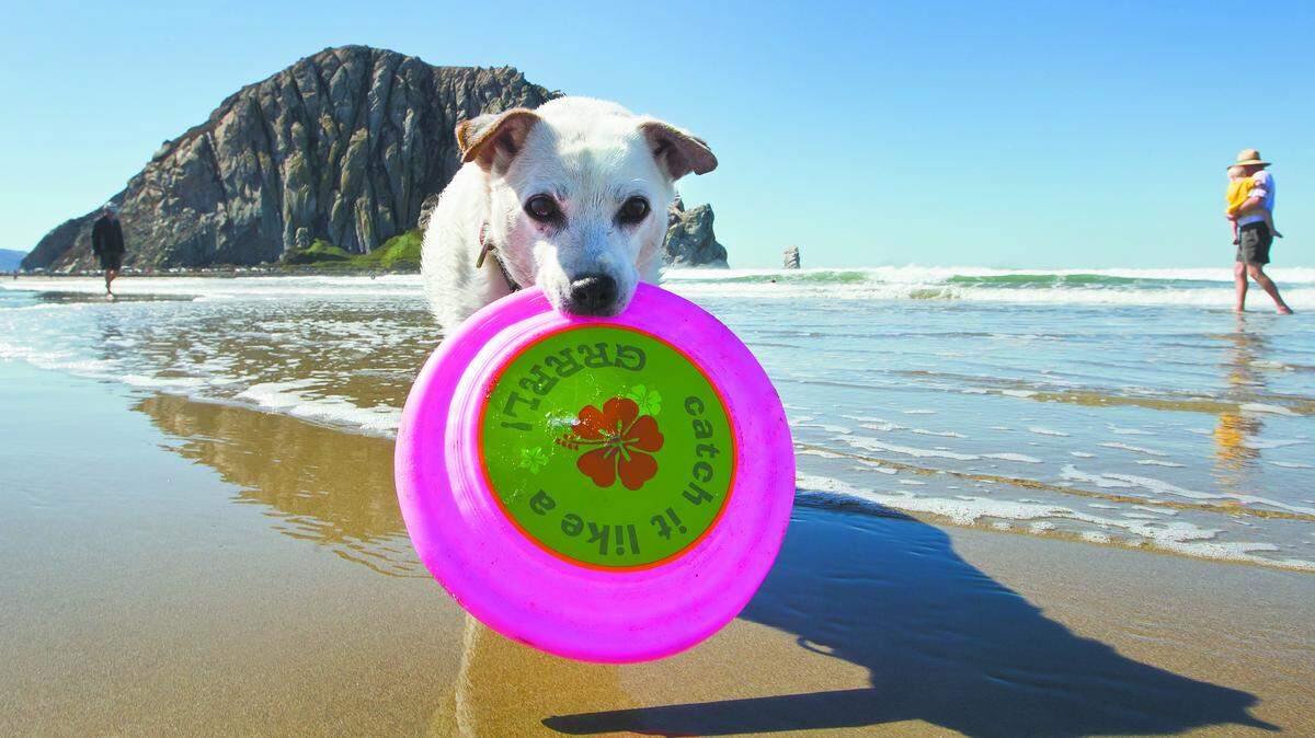 Abby, a 13-year-old Jack Russell terrier, hangs on tight to a Frisbee while vacationing with her family at the beach in Morro Bay.