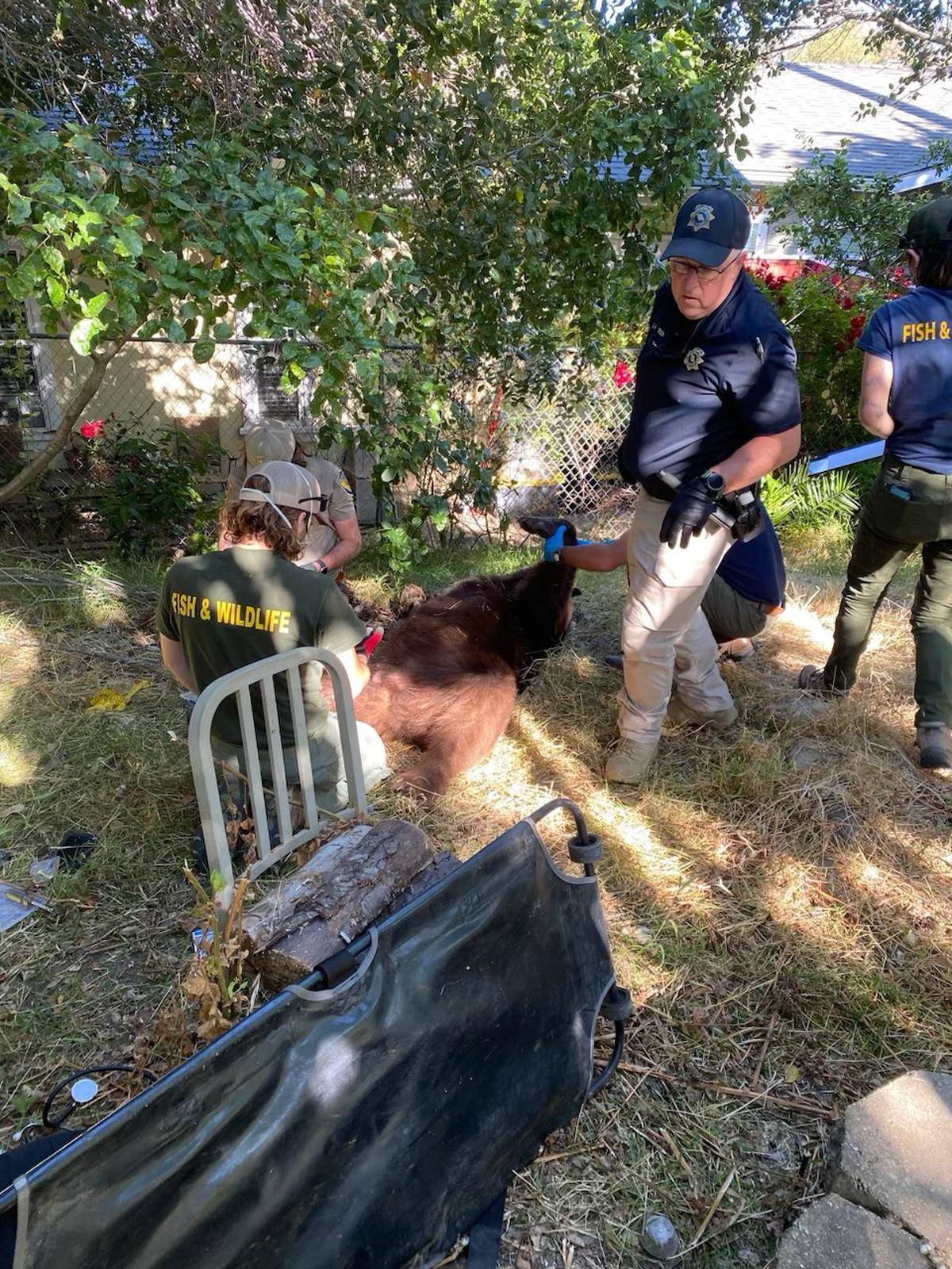 A bear found wandering in downtown San Luis Obispo on June 4, 2024, was tranquilized and relocated from the area without incident, police said.
