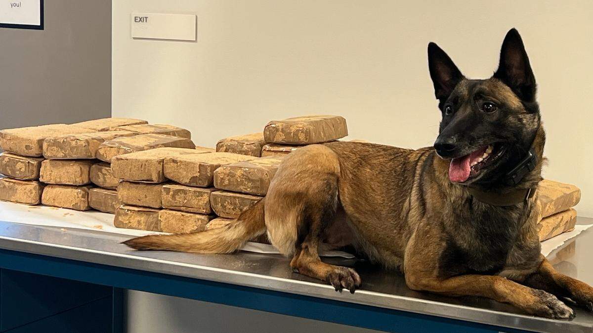 With the help of K-9 Rae, the California Highway Patrol seized 100 pounds of crystal meth worth around $120,000 during a traffic stop in Monterey County early Friday morning, Aug. 30, 2024.