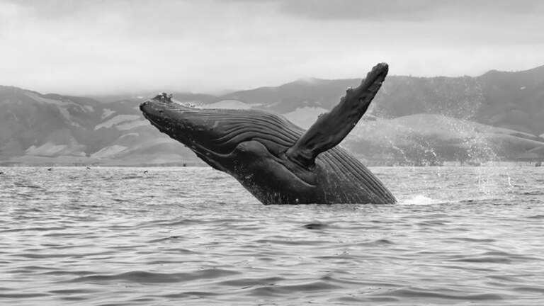 Humpback whales are being spotted close to SLO County shores. See photos