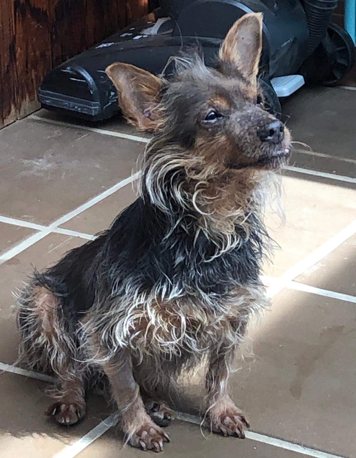 Rescued Yorkshire terrier-dachshund mix Gigi soaks up some rays on the day after her complex surgery and treatments. Liz Bannon of Cambria rescued the very ill dog from a San Luis Obispo garden where she was found alongside her deceased 99-year-old owner. Now Bannon wants to create a service to help elderly, housebound people get their pets to the vet.