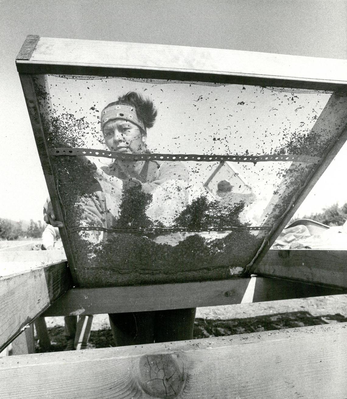 Lei Lynn Odom goes through the painstaking process of screening the dirt to find bits of history. Archeologists have found Chinese artifacts at the Palm Street parking garage dig on the site of historic Chinatown in San Luis Obispo in March 1987.