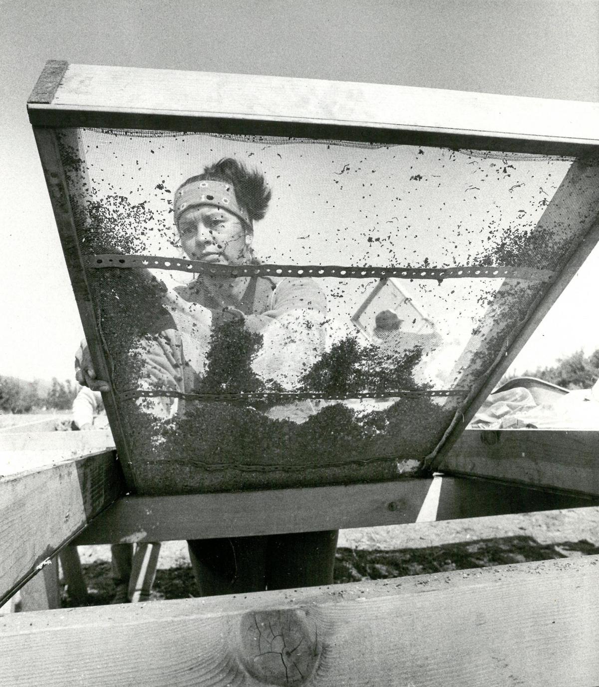 Lei Lynn Odom goes through the painstaking process of screening the dirt to find bits of history. Archeologists have found Chinese artifacts at the Palm Street parking garage dig on the site of historic Chinatown in San Luis Obispo in March 1987.