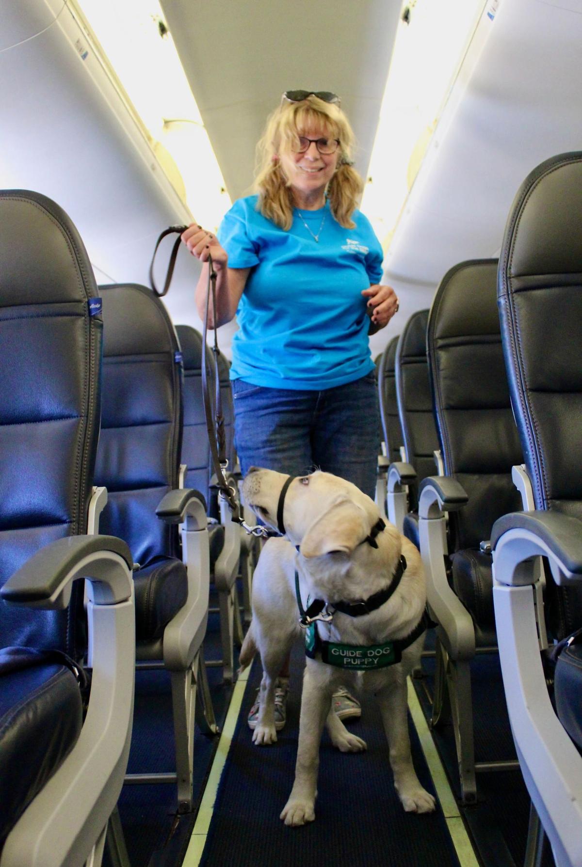 Parrot was one of several puppies who went through a guide dog training exercise at the San Luis Obispo County Regional Airport on Saturday, May 28, 2022. It included a walk onto an Alaska Airlines plane.