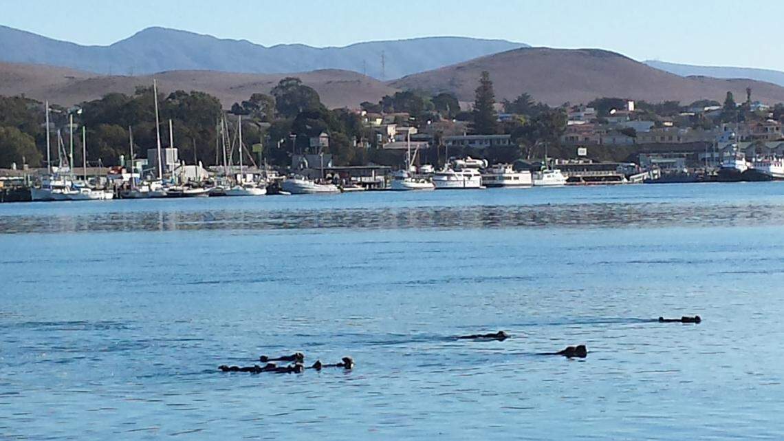 Some of the 450 boats along the Morro Bay waterfront