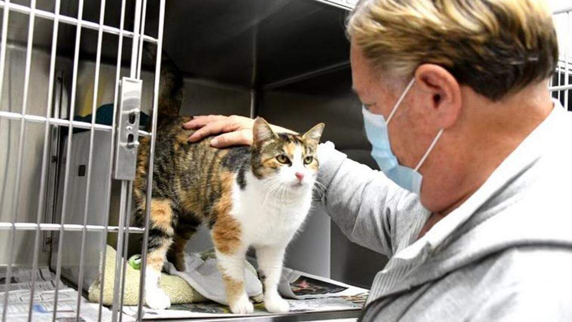 Deadly Montecito mudslides separated man and his cat. They reunited nearly 3 years later