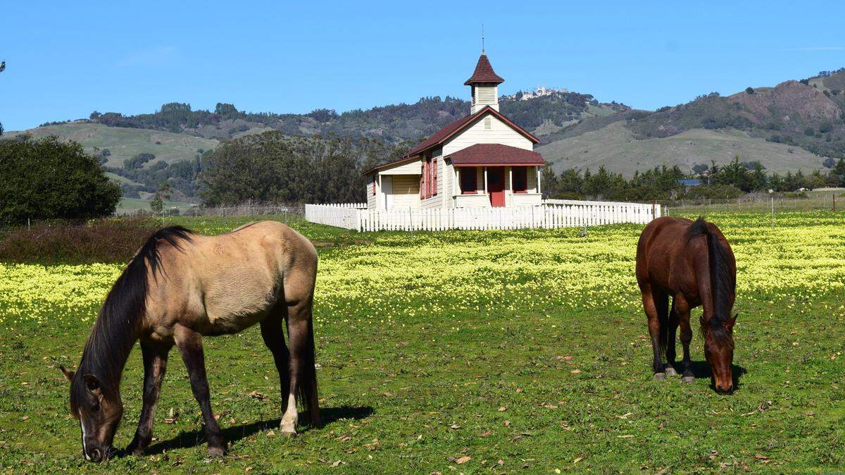 Horses graze in a field of wildflowers outside the old San Simeon Schoolhouse, with Hearst Castle in the background.