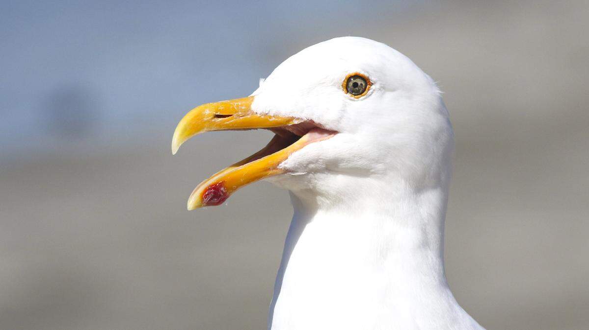 This seagull appeared to be surprised by the hot weather at Morro Bay on March 18, 2026.