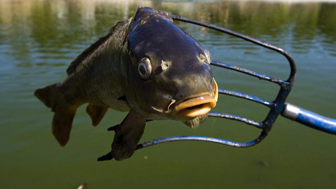 Bill Rainwater with the city of Atascadero removes dead carp from Atascadero Lake on Friday with the help of Cheyenne Middleton of the California Conservation Corps. 