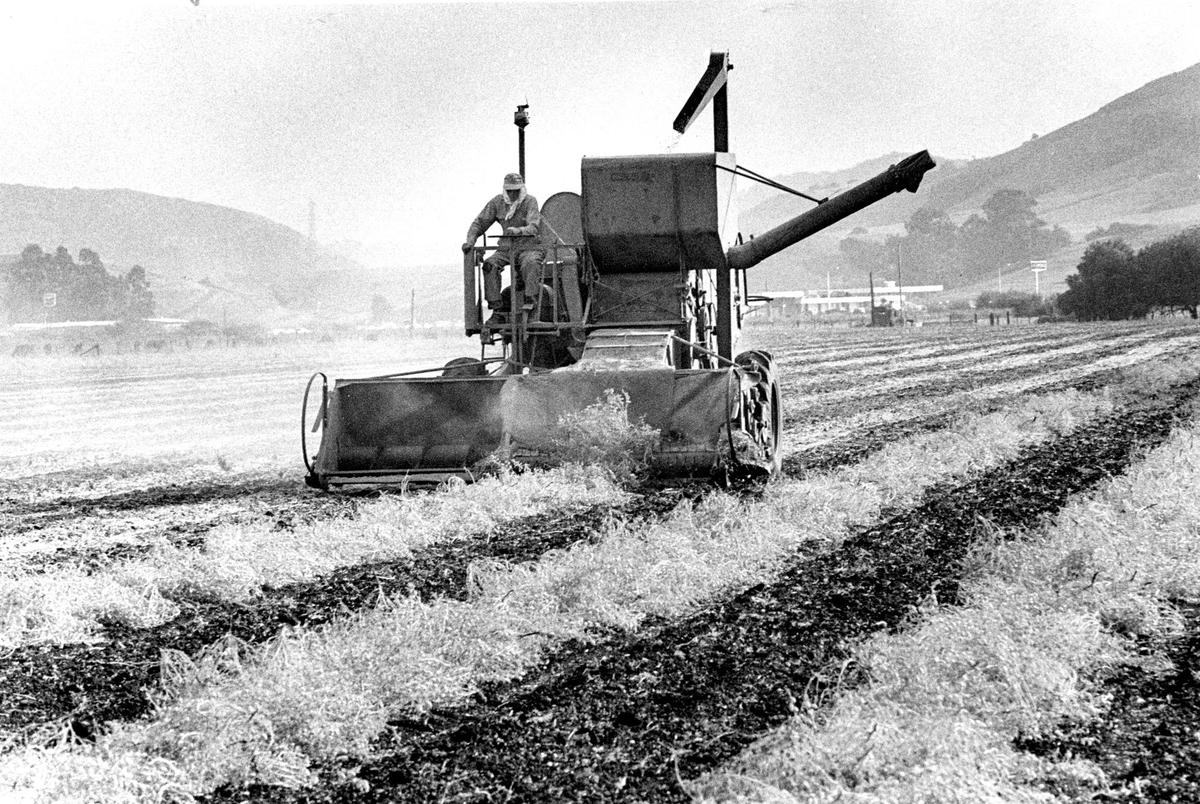 Harvester moves along garbanzo windrows at Dalidio Ranch in September 1972.
