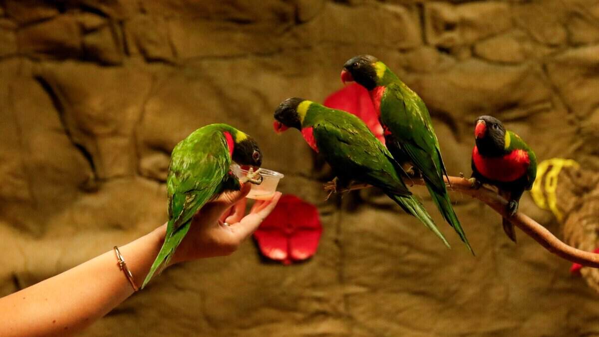 Tribune reporter Leila Touati feeds lorikeets at BK's Reptiles and Zoo on Friday, June 12, 2026. BK's opened in Grover Beach in May, carrying reptile products and offering zoo tours.