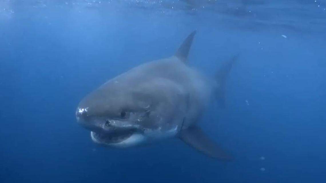 A great white shark in the waters known as the White Shark Cafe. A team of scientists led by Stanford University marine biologist Barbara Block spent a month tracking the sharks as they made their yearly migration to the site.