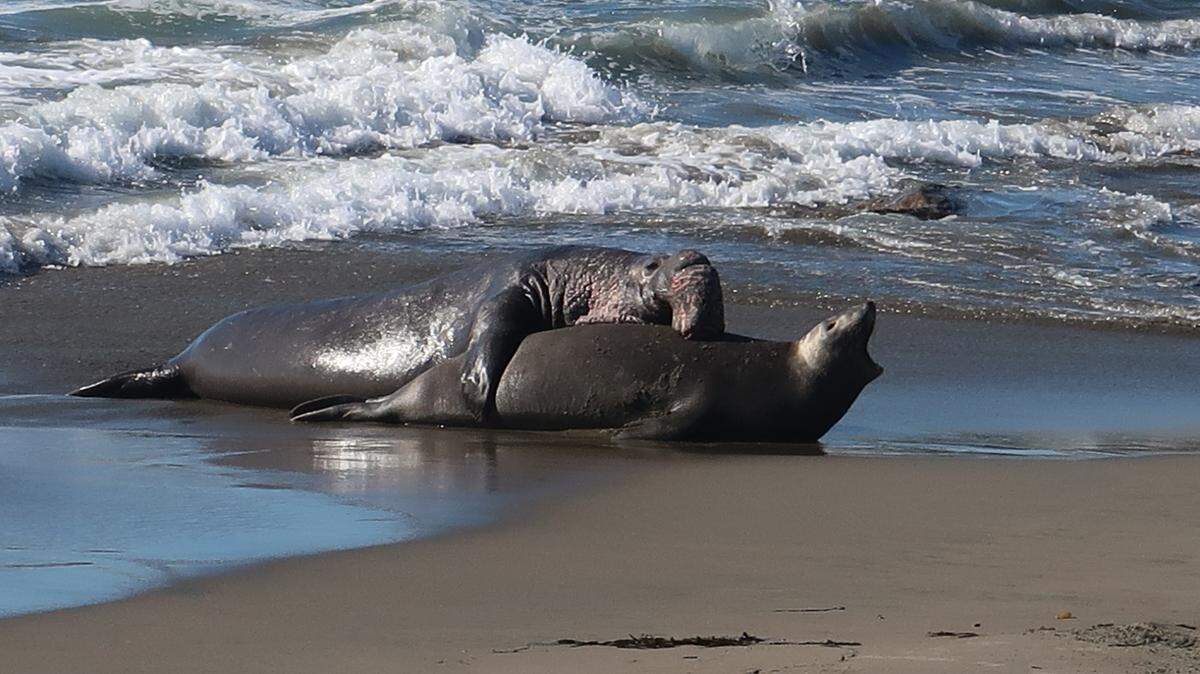 Elephant seals mate before the females leave the beach on their short migration. They’ll return to the beach, fatter, in May.