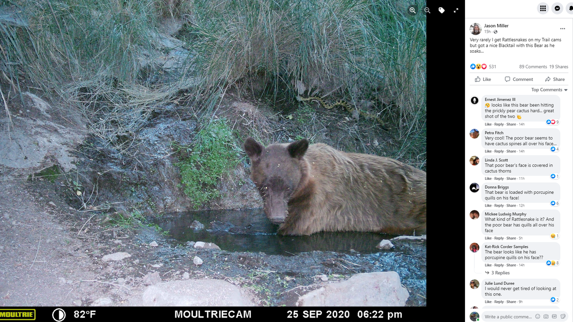 This photo shows a bear and a rattlesnake enjoying the same mud puddle. The bear also appears to cactus needles stuck in its face.