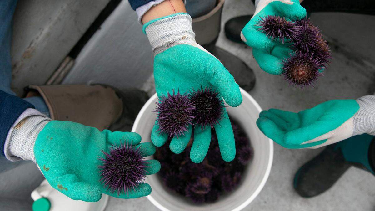 Purple urchins collected during a removal event in Albion Cove in Little River, Calif., July 21, 2018. Climate change is ravaging California’s underwater kelp forests. That’s caused what one scientist called a “perfect storm” in the ecosystem.