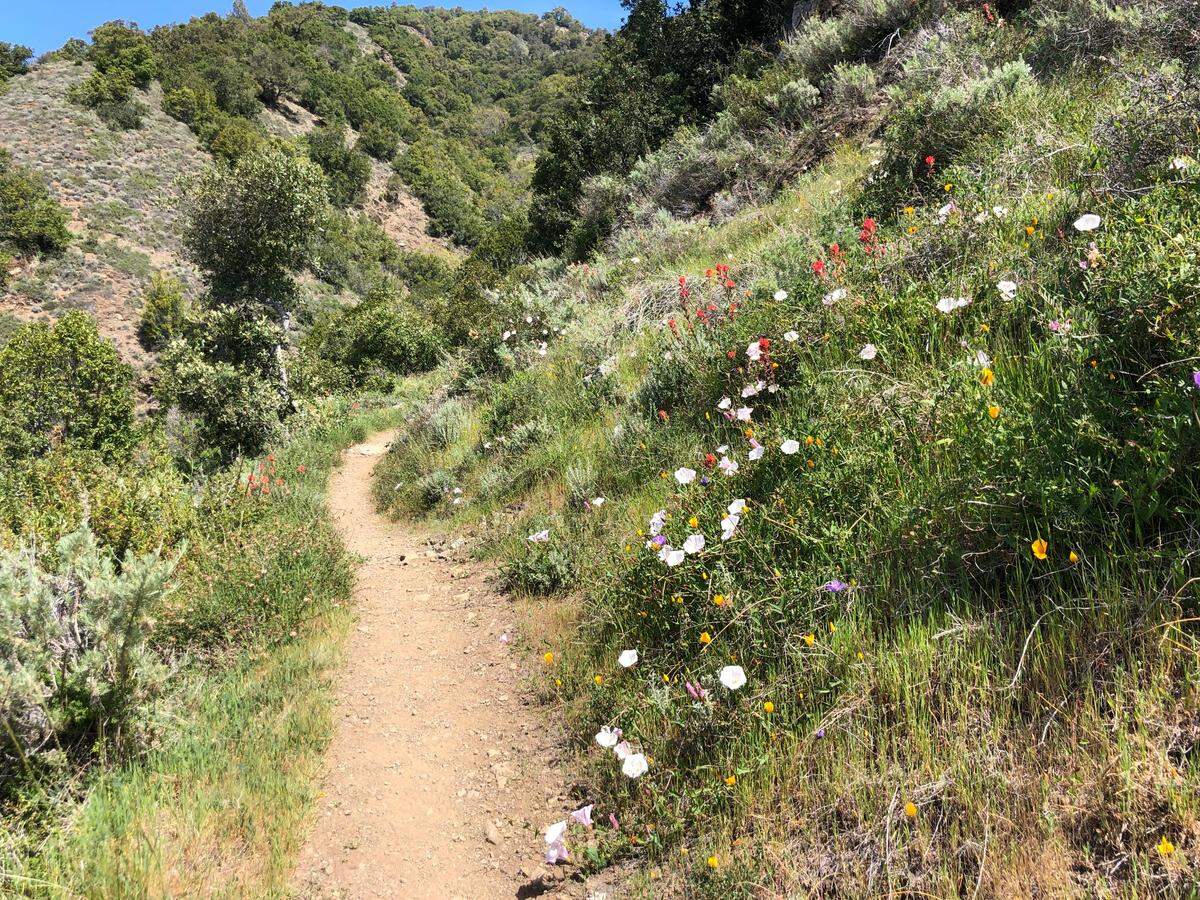 Tribune reporter Mackenzie Shuman captured this photo of wildflowers she saw while hiking near Salmon Creek Falls in Big Sur on April 3.