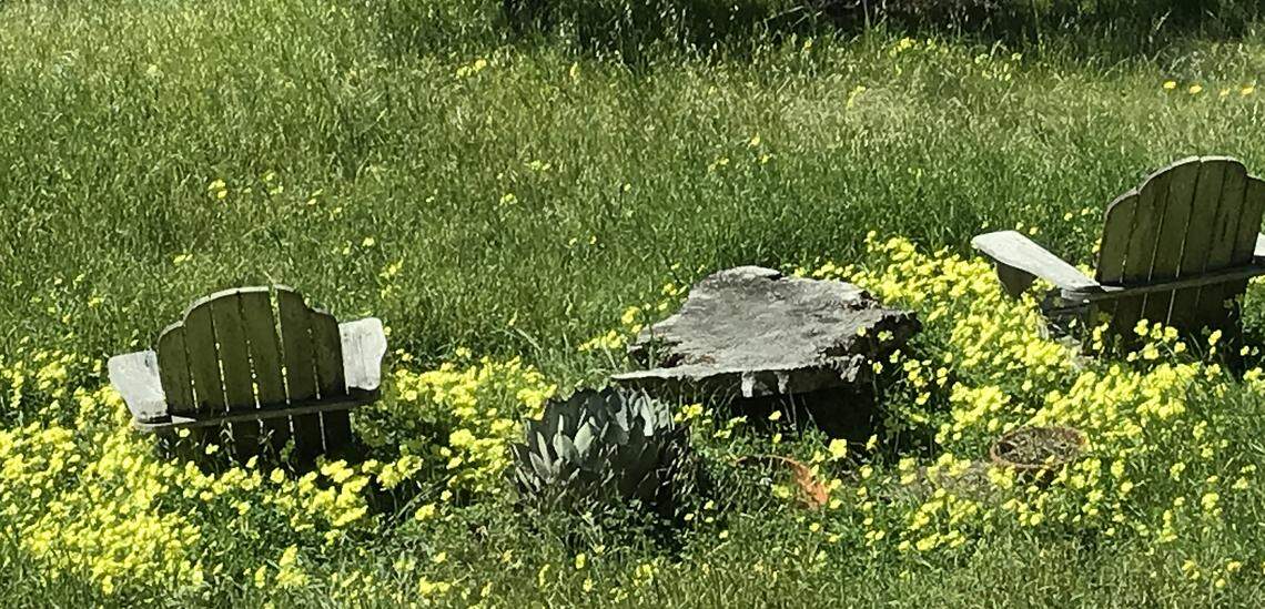 A vivid patch of bright yellow oxalis or sour grass overwhelms some calendula meadow daisies and gives fast-growing grasses and weeds brisk competition around two vintage Adirondack chairs and a table in Cambria on March 5, 2026.