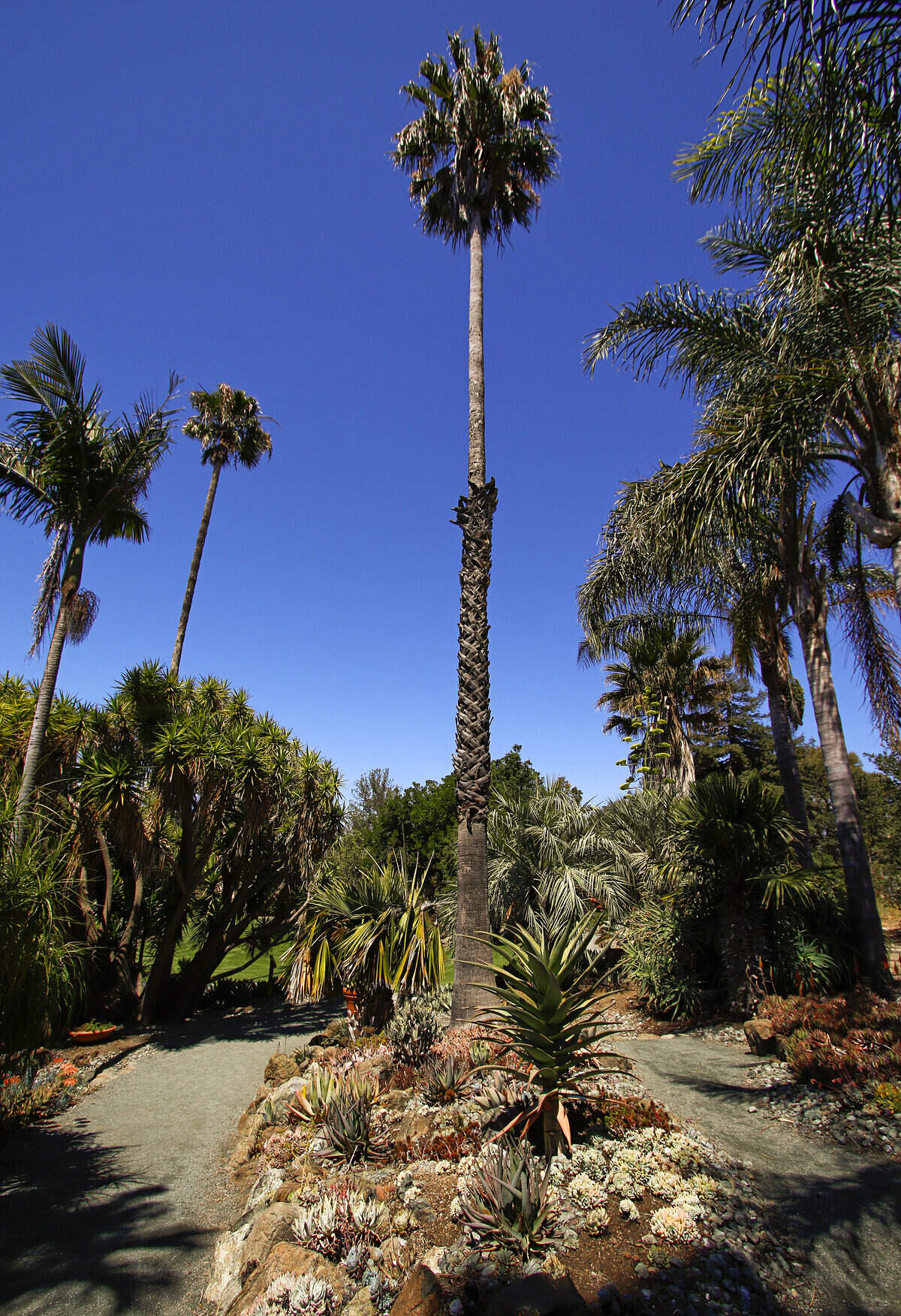 A decades-old Mexican fan palm presides over the exceptional palm and cycad garden.