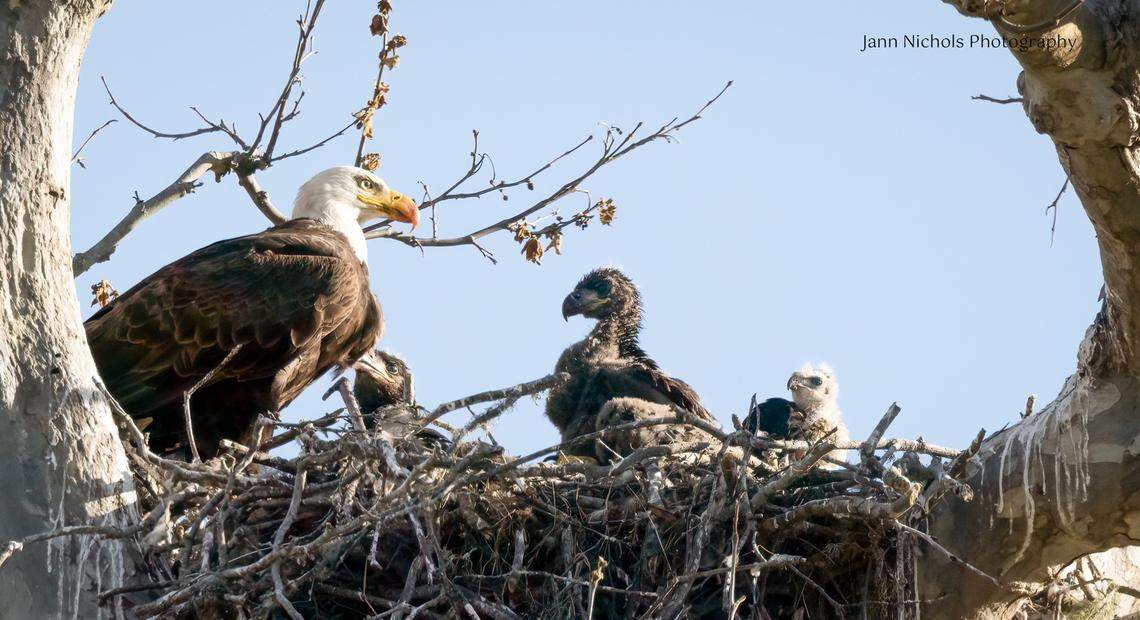 A hawk chick stayed in an eagle nest for at least 25 days until Saturday when the hawk was found on the ground and transferred to Pacific Wildlife Care.