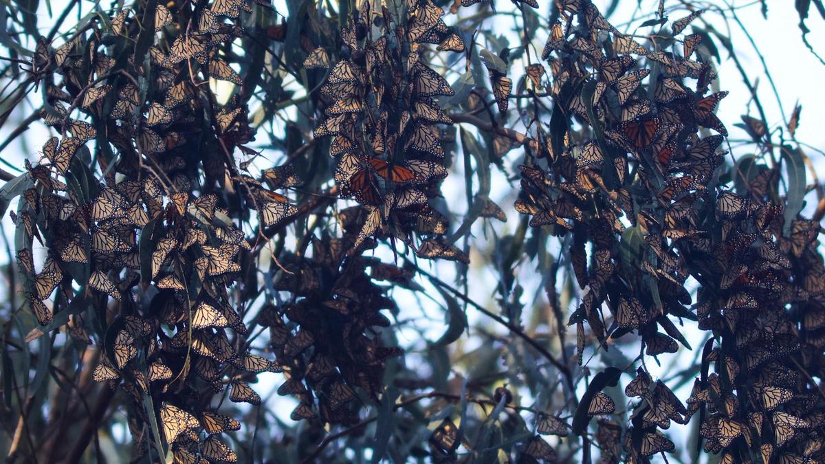 After a historic record low year in 2020, monarch butterfly counts grew substantially in 2021 across California. A total of 20,871 butterflies were counted at the grove in Pismo Beach in November 2021.