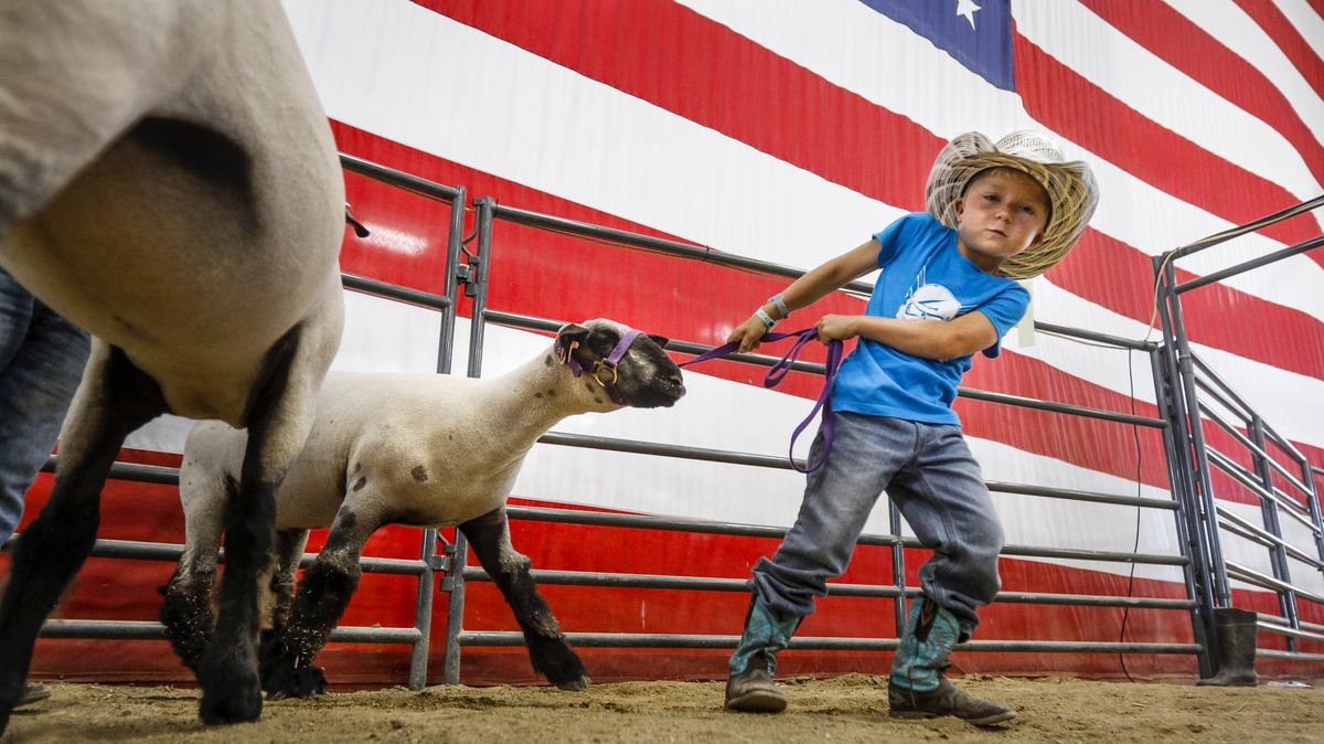 Denim Garcia was among the age 5 participants getting ready for Pee Wee Showmanship with lambs at the Mid-State Fair in July. He and the lamb had different ideas about where to go.