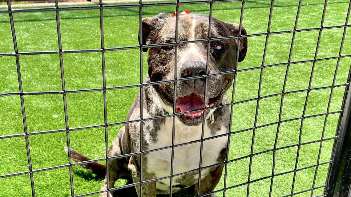 Sydney the happy-go-lucky pitbull is all about joy. She needs a new home