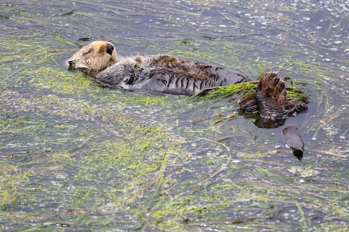 A sea otter rests in eel grass, rubbing his face. Morro Bay eelgrass is a foundation flora for the health of the bay. After a massive die off, new techniques are helping restore the vital plant. 7-10-2019 David Middlecamp