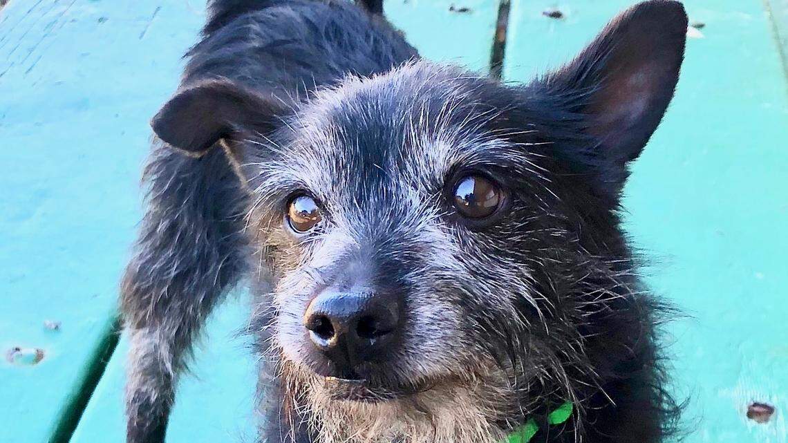 Want your very own ‘Toto dog’? Meet Scruffy the Cairn terrier