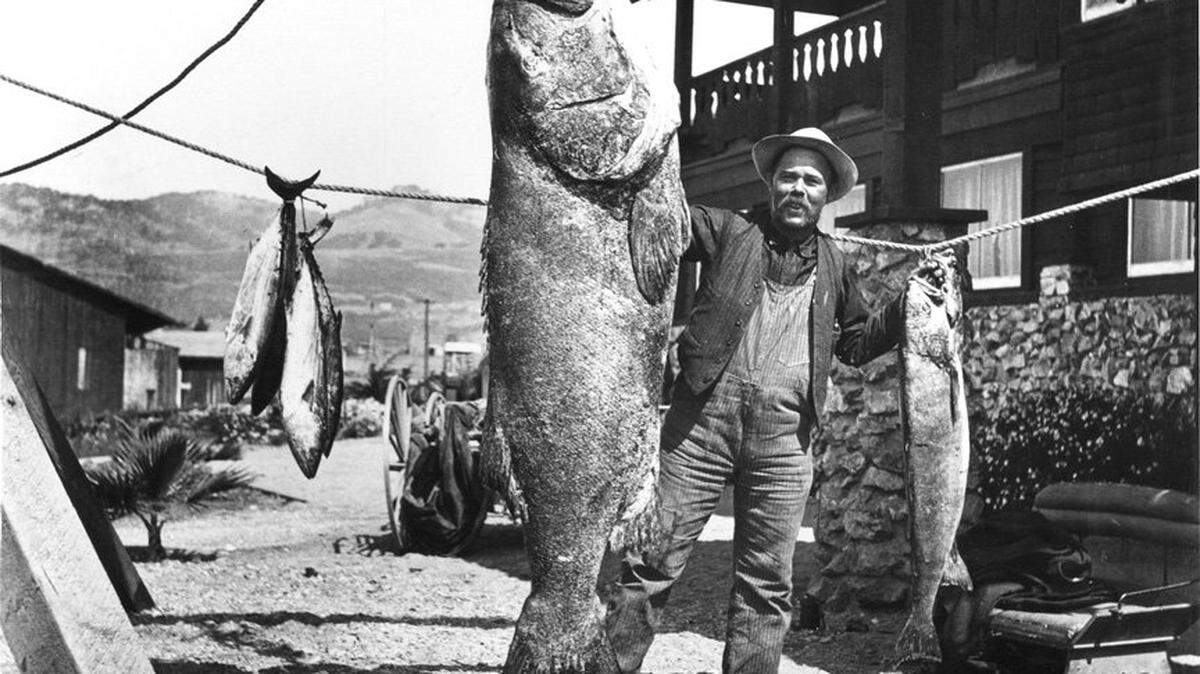 A 456-pound goliath grouper at El Pizmo Inn in 1907.