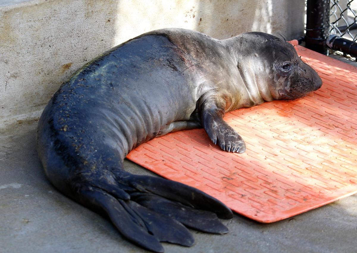This seal pup named “Pogo” is severely underweight. Central Coast sea lions fought a surge of domoic acid poisoning last summer. From August to September, the Marine Mammal Center in Morro Bay responded to 200 sea lions with domoic acid poisoning.