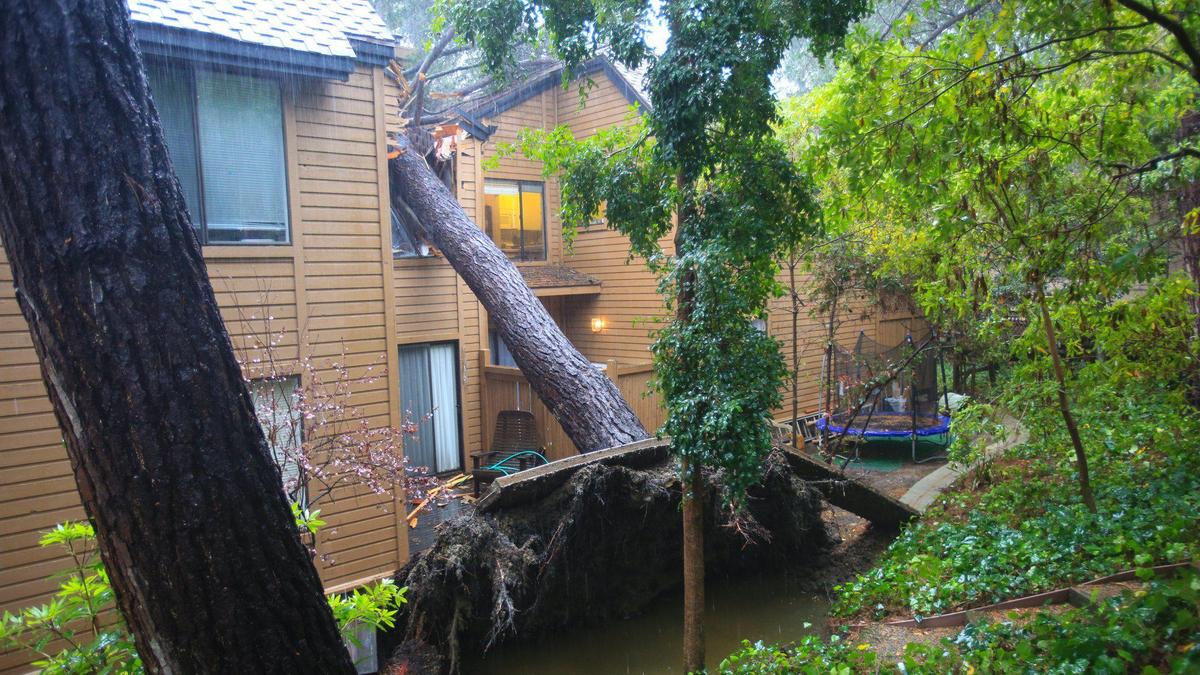A pine tree toppled onto a house on Serrano Circle in San Luis Obispo in the early morning hours of Feb. 24, 2023.