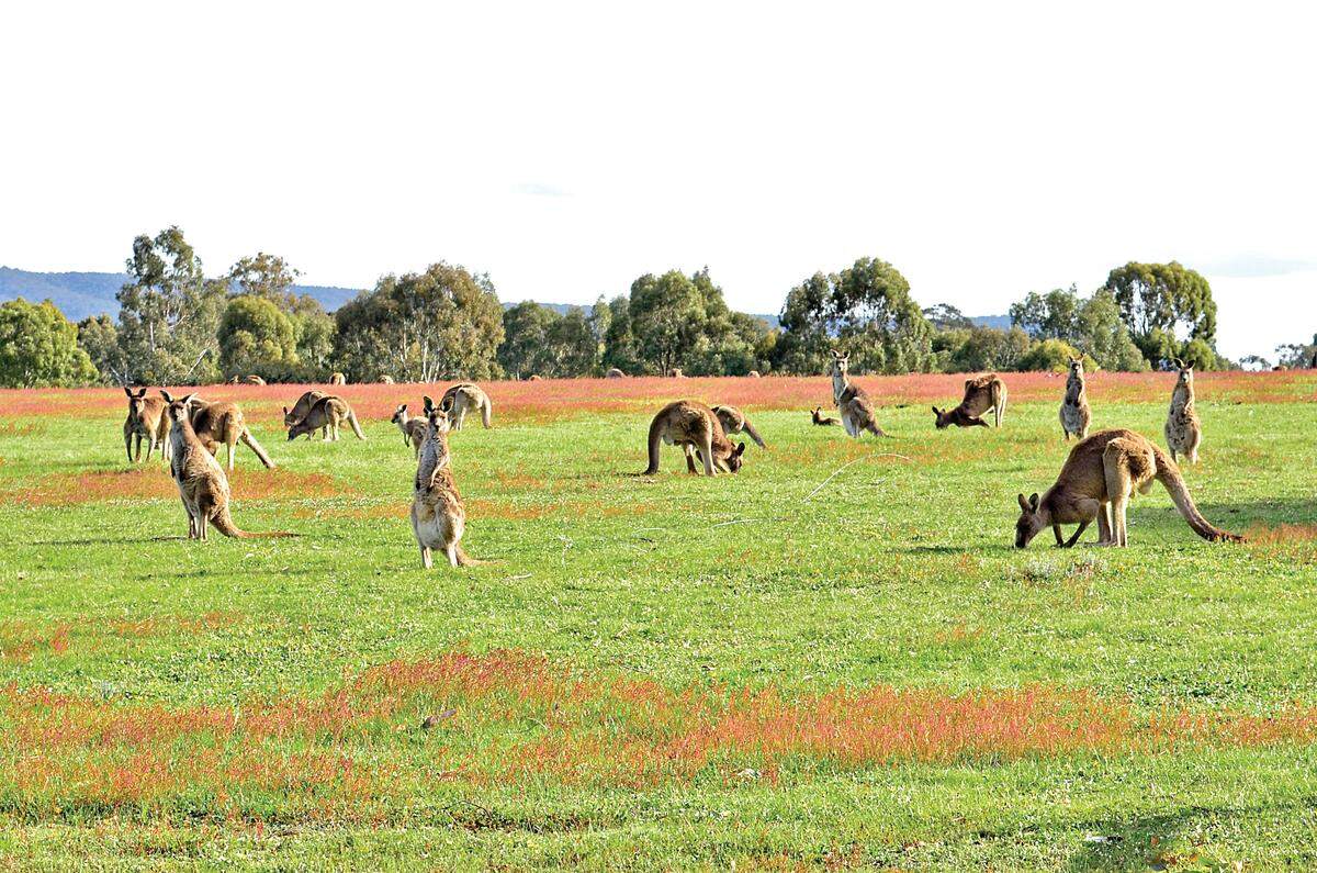 Wild kangaroos graze at Grampians National Park in Australia.