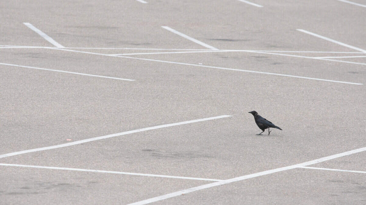 A crow walks in Cal Poly’s empty parking lot at Grand Avenue and Slack Street. It’s the site of the university’s next dorm construction project.