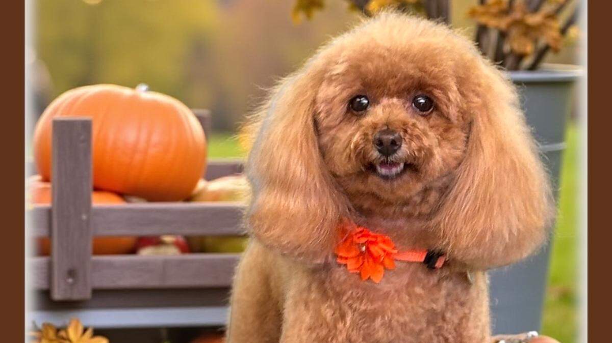 Missy, a 6.5-pound toy poodle from Cayucos, is the winner of The Tribune’s cutest dog contest.