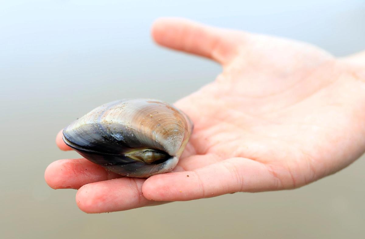 The ligament is that small, fleshy bump next to the Pismo clam’s hinge. This ligament should face toward the sky when reburying the clam, California State Parks interpreter Danielle Bronson said.