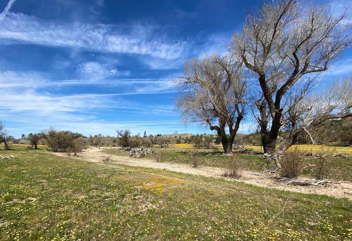 The fields along the intersection of Shell Creek Road and Highway 58 don’t have quite the display of wildflowers that they have had in the past, but plenty of flowers are still blooming this year.