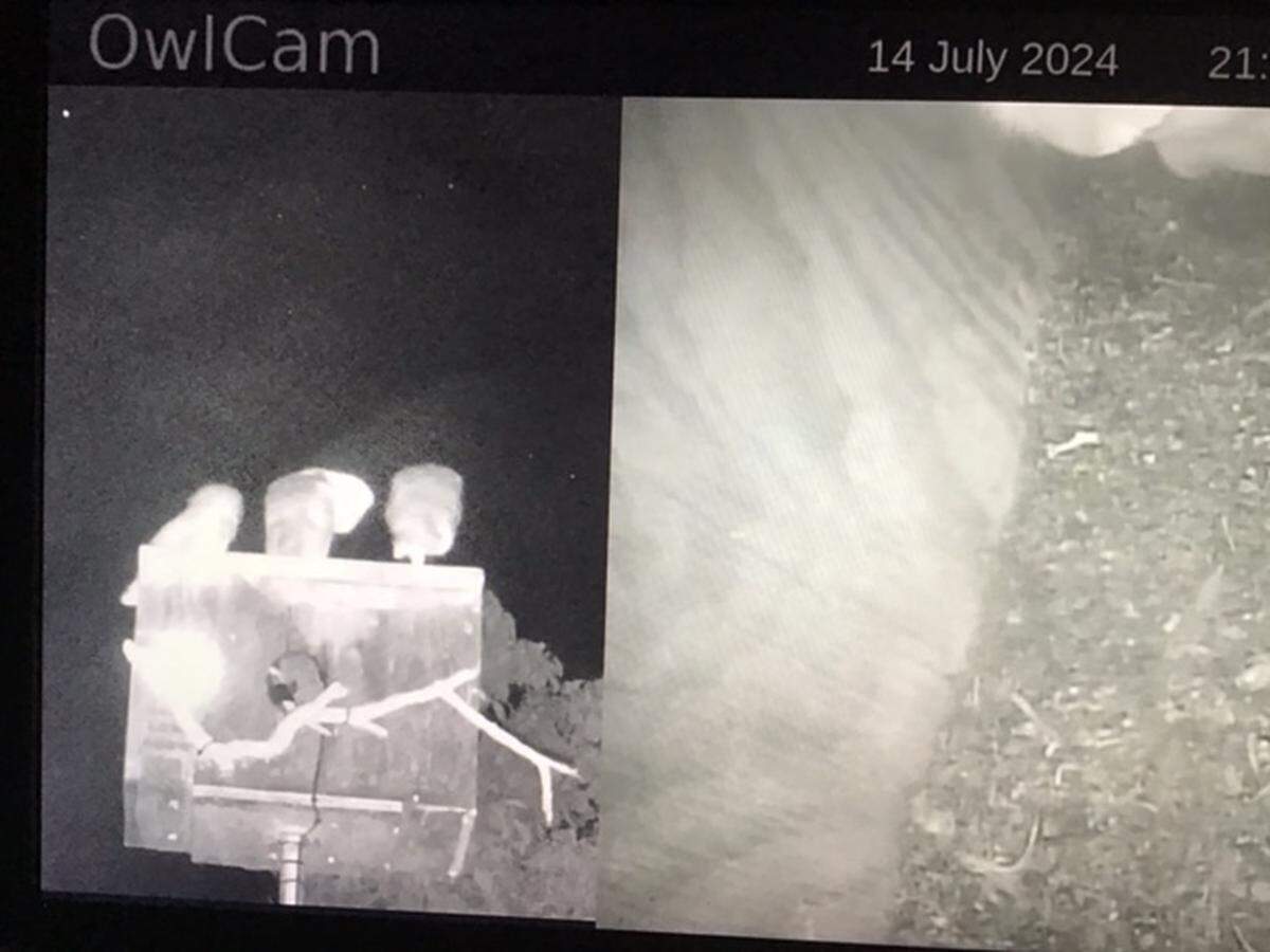 Owls sit on top of a bird box in Arroyo Grande on July 14, 2024. Box owners and bird enthusiasts Pam and Gary See have livestreamed the beginning of the owlets’ lives on YouTube where hundreds of viewers have watched.
