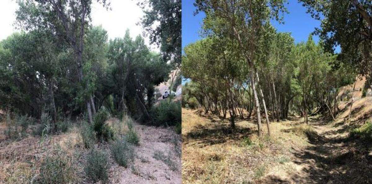 Paso Robles has begun clearing overgrown brush in some part of the Salinas River. The photo on the left shows a portion of the waterway before the vegetation was trimmed.