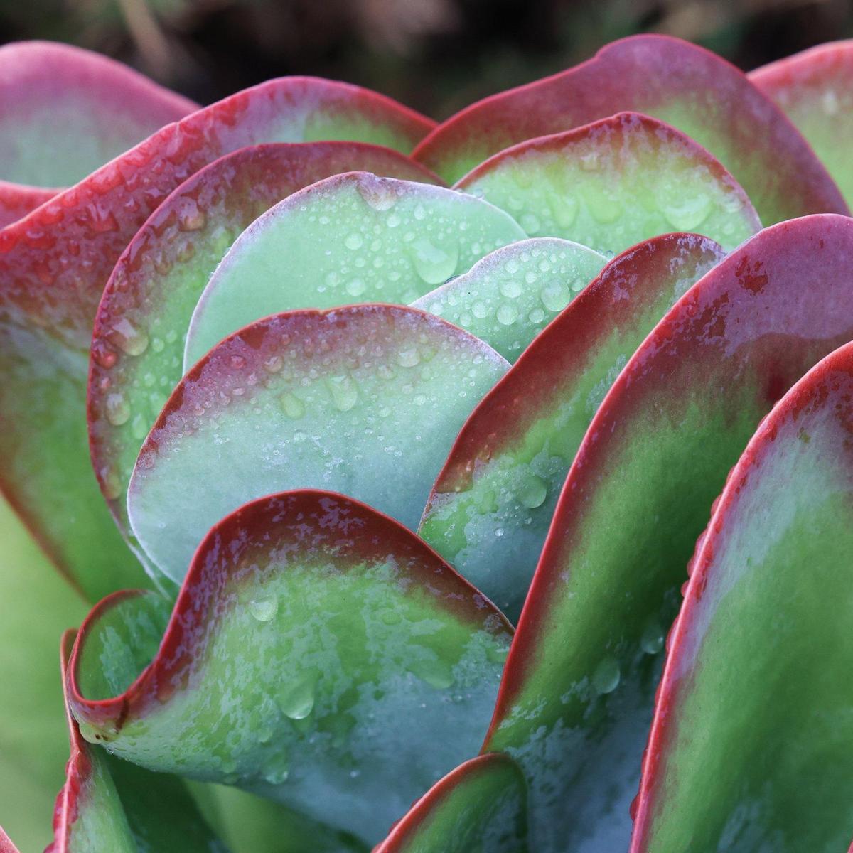 Rain gathers on leaves of a succulent next to Marsh Street in San Luis Obispo on Monday, Sept. 19, 2022. An early-season rainstorm dropped as much as 1.5 inches of rain in parts of San Luis Obispo County.