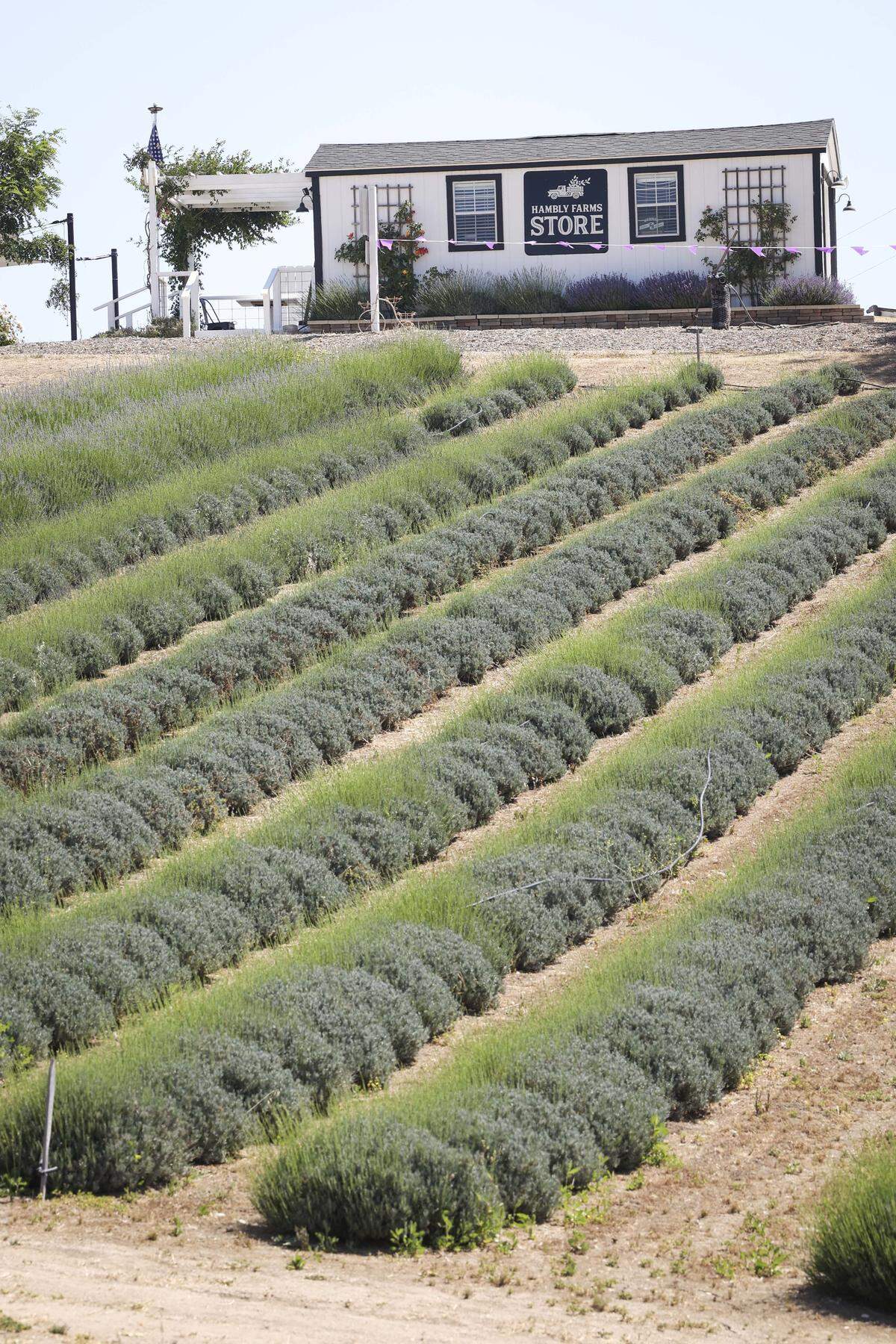 Hambly Fams grows lavender and offers guided experiences and a farm store west of San Miguel on May 22, 2026.