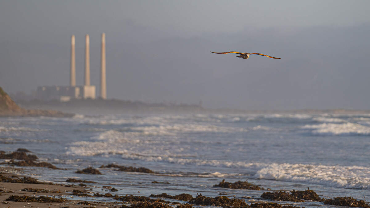 A gull glides above piles of giant kelp strewn across Morro Strand State Beach, torn from offshore kelp forests by powerful, long-period swells generated by storms in the Southern Hemisphere.
