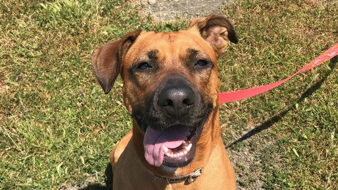 Carmel the ‘perennial puppy’ loves to play. Help her find a home to grow up in