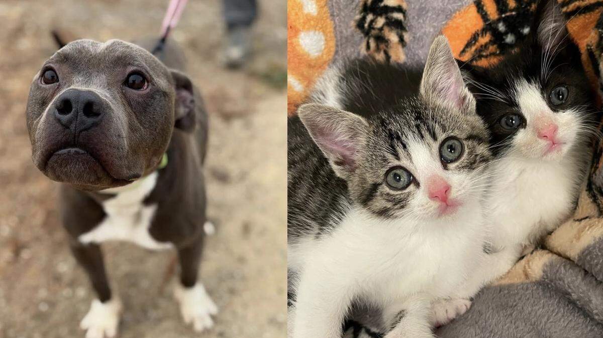 San Luis Obispo County Animal Services offered $25 adoptions for dogs and cats from Aug. 12 to Aug. 18, 2025, to “clear the shelter” for incoming pets affected by the Gifford Fire.