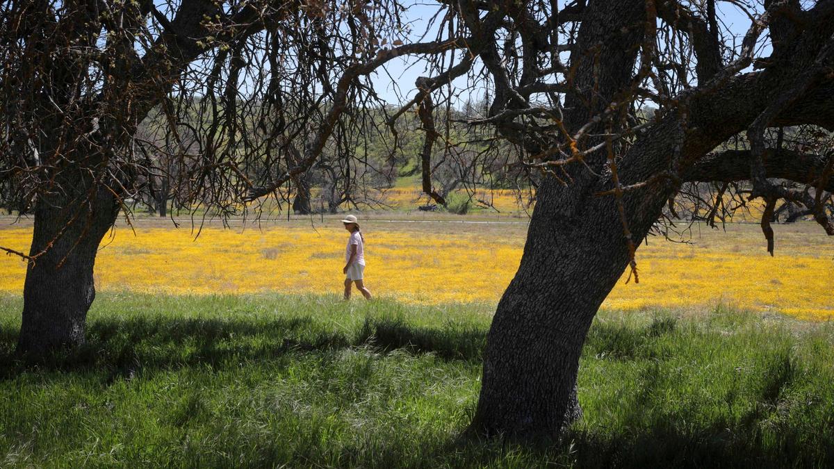 Kathy Conner of Carpinteria walks near Shell Creek Road as wildflowers bloom on April 3, 2024.
