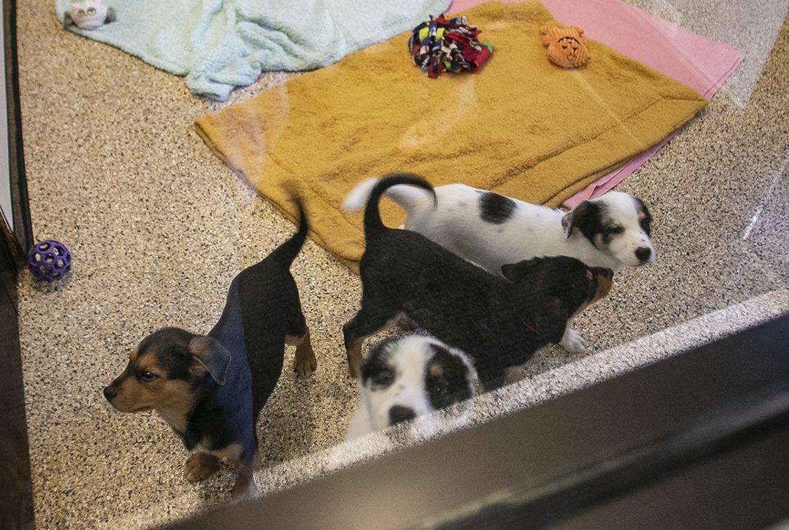 Woods Humane Society in San Luis Obispo and Atascadero is offering $25 adoption fees as part of its Home for the Holidays promotion, running Saturday, Dec. 16, through Sunday, Dec. 24, 2023.