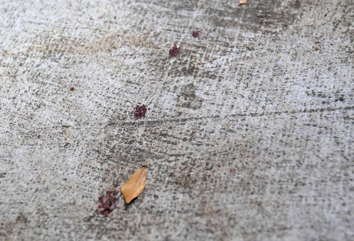Drops of the dog’s blood remain Friday on the porch of Riley Manford and Nick Regalia’s San Luis Obispo home. Their dog Bubbs died after being shot Thursday by a police officer.