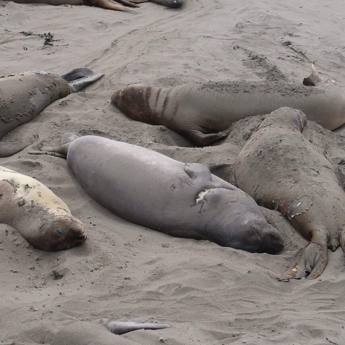 This elephant seal's scar shows how her head was nearly bitten off by a shark.