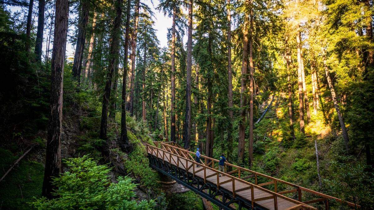 The Pfeiffer Falls Trail in Pfeiffer Big Sur State Park is set to reopen Friday, June 18, 2021. Save the Redwoods League and California State Parks installed a 70-foot pedestrian bridge that spans the Pfeiffer Redwood Creek ravine.