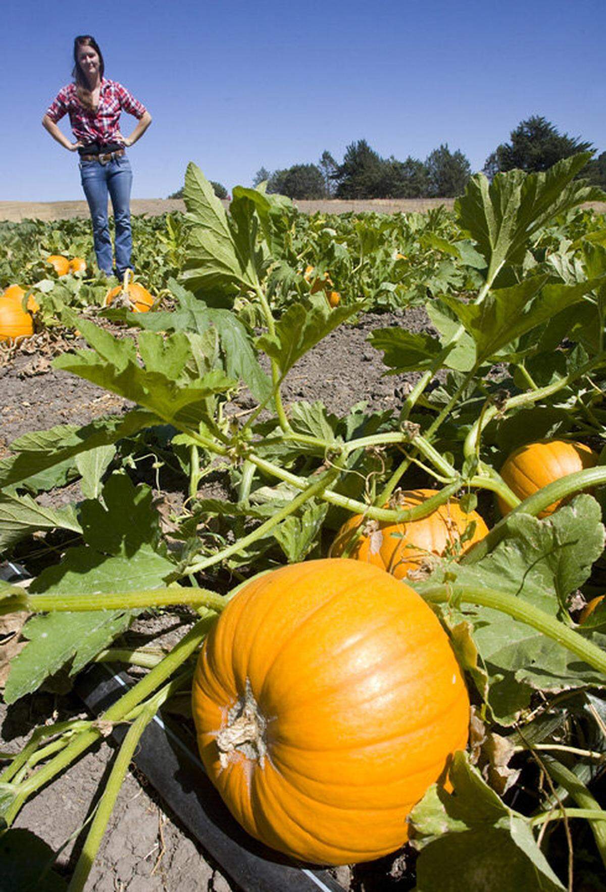 Mandy Barlogio-Eavenson explores the pumpkin patch at Jack Creek Farms in Templeton in 2013. Yelp named it as one of the best pumpkin patches in the United States.